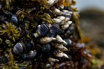 Close-up of Mussels on California coast