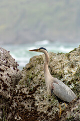 Great Blue Heron on California coast in Redwood National and State Parks