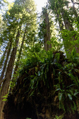Roots of downed redwood tree on the Prairie Creek Trail in California