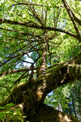 Obraz premium Mossy tree on Prairie Creek trail in California