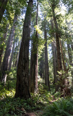 Prairie Creek Trail in Redwoods State Park in California