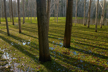 Dead forest cause of reservoir development