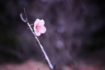 春を告げる一輪だけ咲いたピンクの梅の花