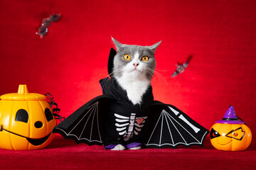 cute british shorthair cat wears Halloween skeleton dress with jack-o-lanterns nearby