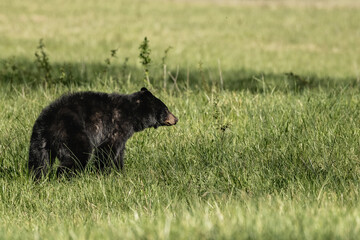 Muted Colors of Single Black Bear Looking Right