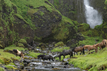 Herd of Icelandic horses crossing a stream in front of a waterfall	