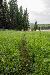 Obraz premium Narrow Trail Passes Through Tall Grasses to Wrangler Lake