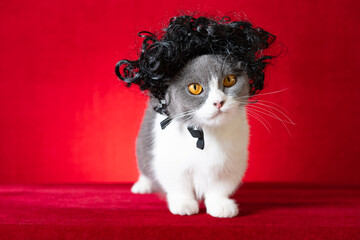 british shorthair cat with wig on red background