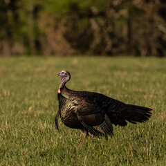 Profile of Tom Turkey Standing in Cades Cove Field