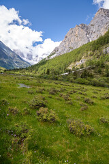 Colorful meadow with flowers and snow-capped mountains in the background in Yading Nature Reserve, Sichuan, China, vertical image