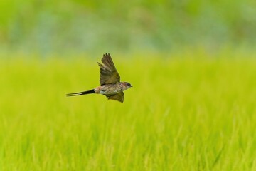 きれいに実った稲穂をバックに優雅に飛ぶコシアカツバメ