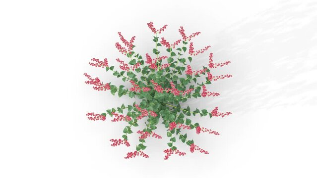 Salvia flower on a white background 3D animation , Flowering shrubs animate in the wind on white background with alpha matt 3D virtual tree. Separated with alpha channels. Top View Camera