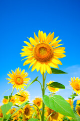 sunflower field with sky © mutai