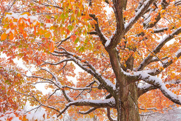 autumn tree in the park