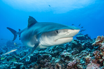 Fototapeta premium Tiger shark