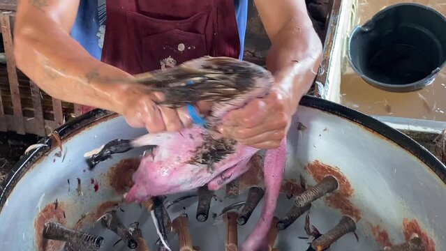 Lemo, Toraja, Indonesia 07072022- Chickens at market vendor feathers being removed.