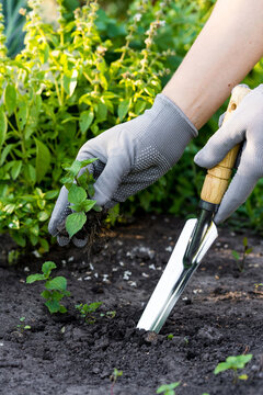 weed removal in a garden with a long root, care and cultivation of vegetables, plant cultivation, weed control, root remover in the hands of a gardener, vertical photo