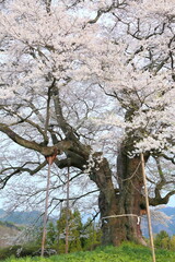 Fototapeta na wymiar Cherry blossom, Japan, Plant