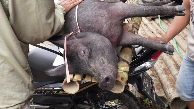 Lemo, Toraja, Indonesia 07042022-live pig carried away by motorcycle.