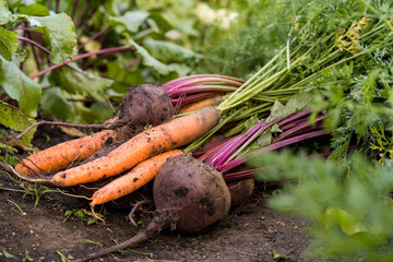 bio vegetables, carrots and beets dug out of the ground, a good harvest of eco products