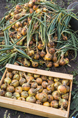 harvested onion in a wooden box, drying onions, vertical photo