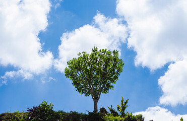 Árbol pequeño expuesto al aire libre