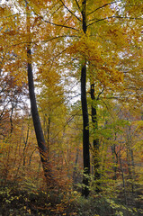 Fototapeta premium Herbstwald