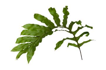 Dark green leaves of monstera or split-leaf philodendron