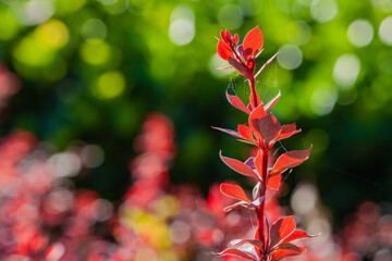 In autumn, the leaves of Berberis rubens