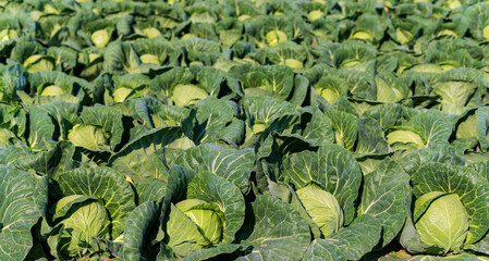 young cabbage grows in the farmer field