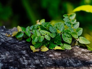 Green leaves at the stumps, Nature background.