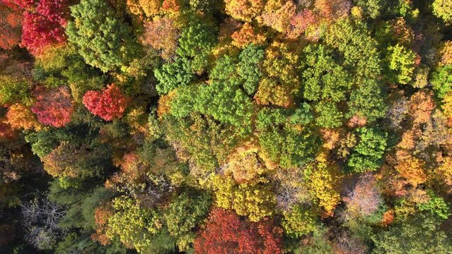 Fall Foliage Flyover