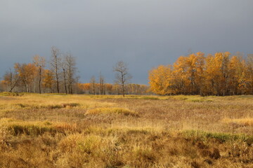 Fototapeta premium Autumn In The Meadow, Elk Island National Park, Alberta