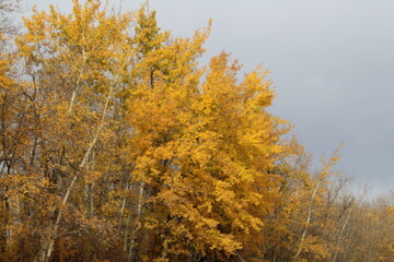 Fototapeta premium autumn trees in the forest, Elk Island National Park, Alberta