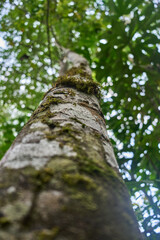 Detail shot from trunk of a tree