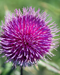 Cirsium eriophorum or the woolly thistle flowering in the autumn. purple flowers of family Asteraceae.