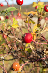 Red fruits of rose hips or dog rose. Rosa canina in the autumn.