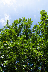 A large oak tree in the garden against a clear blue sky. A sunny day in the garden. The top of the oak tree