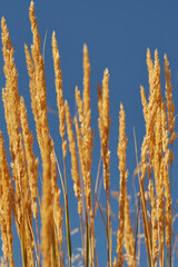 Fototapeta premium Yellow spikelets against the blue sky. Autumn background for text.