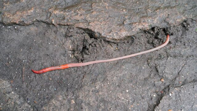 Earthworm crawling on asphalt, top view