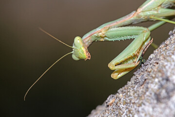 Arizona Mantis (Stagmomantis limbata)