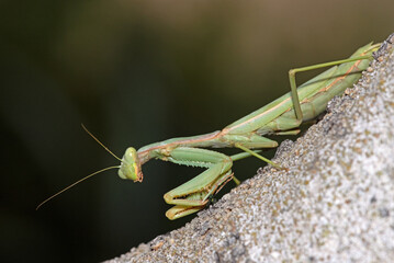 Arizona Mantis (Stagmomantis limbata)