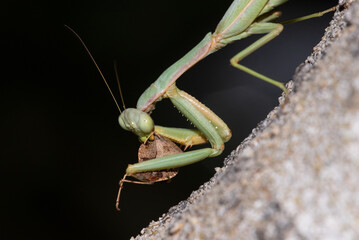 Arizona Mantis (Stagmomantis limbata) feeding
