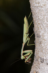 Arizona Mantis (Stagmomantis limbata) feeding