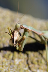 Arizona Mantis (Stagmomantis limbata) feeding