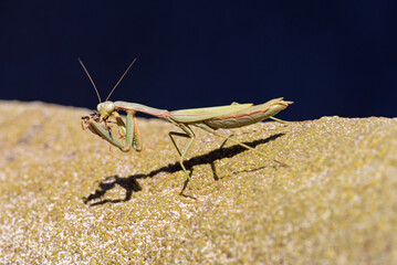 Arizona Mantis (Stagmomantis limbata) feeding
