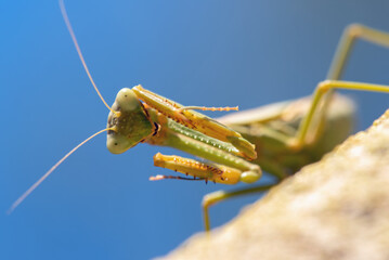 Arizona Mantis (Stagmomantis limbata)
