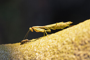 Arizona Mantis (Stagmomantis limbata) inspecting a potential meal