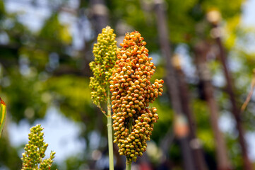 Close up of Sorghum bicolor, renewable energy solution. Selected focus