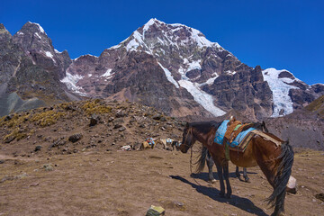Fototapeta na wymiar Caballo de carga caminando en lo alto de nevado peruano 